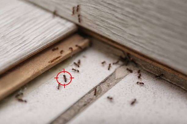 Best Mosquito Control Services  in Scappoose, OR